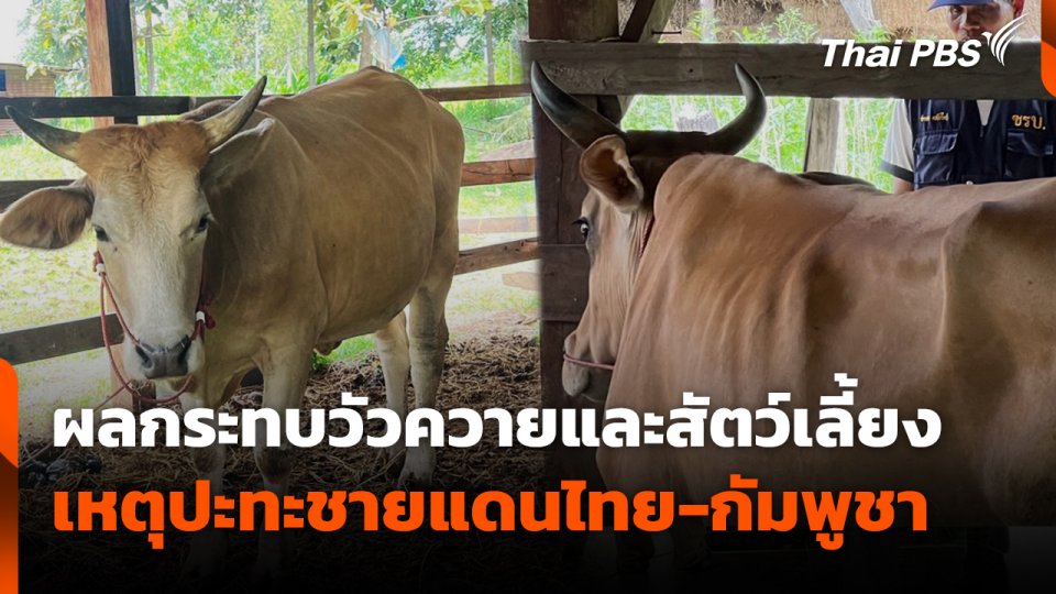 สถานีร้องเรียน : ผลกระทบวัวควายและสัตว์เลี้ยง เหตุปะทะชายแดนไทย - กัมพูชา
