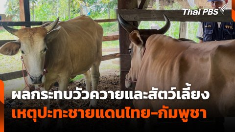สถานีร้องเรียน : ผลกระทบวัวควายและสัตว์เลี้ยง เหตุปะทะชายแดนไทย - กัมพูชา