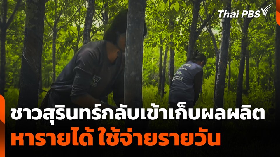 ชาวสุรินทร์กลับเข้าเก็บผลผลิต หารายได้ ใช้จ่ายรายวัน