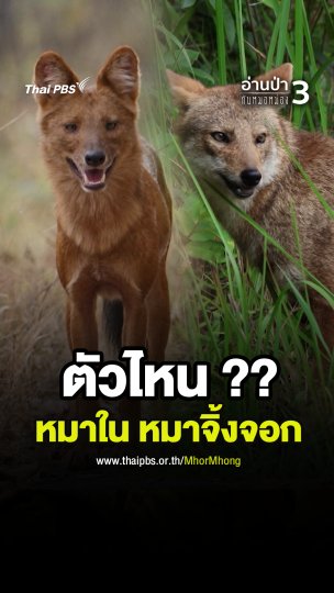ตัวไหน ?? หมาใน หมาจิ้งจอก
