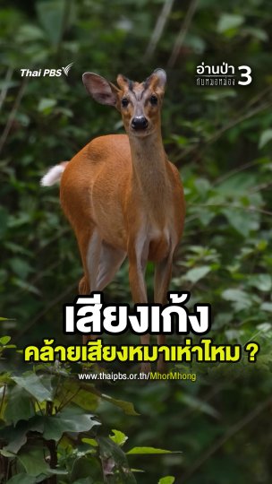 เสียงเก้ง คล้ายเสียงหมาเห่าไหม ?