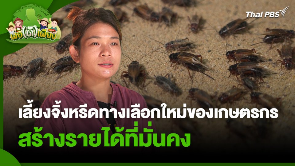 พอดีพอเพียง : เลี้ยงจิ้งหรีดทางเลือกใหม่ของเกษตรกร สร้างรายได้ที่มั่นคง