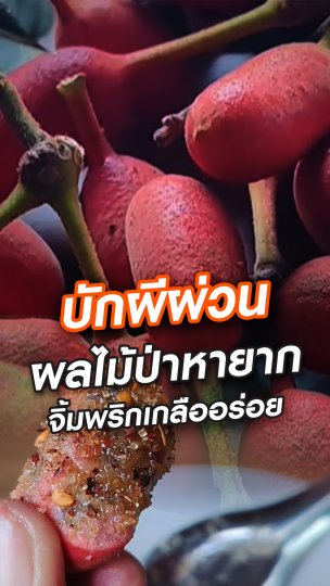 "บักผีผ่วน" ผลไม้ป่าหายาก จิ้มพริกเกลืออร่อย