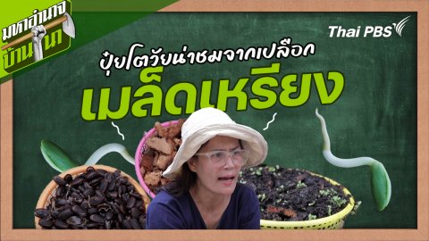 สูตรลับฉบับบ้านนา : ปุ๋ยโตวัยน่าชม จากเปลือกเมล็ดเหรียง