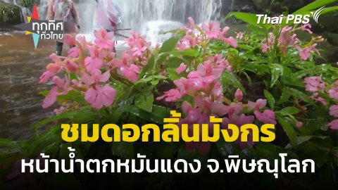 ชมดอกลิ้นมังกร หน้าน้ำตกหมันแดง จ.พิษณุโลก