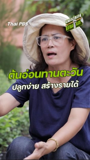 ต้นอ่อนทานตะวัน ปลูกง่าย สร้างรายได้