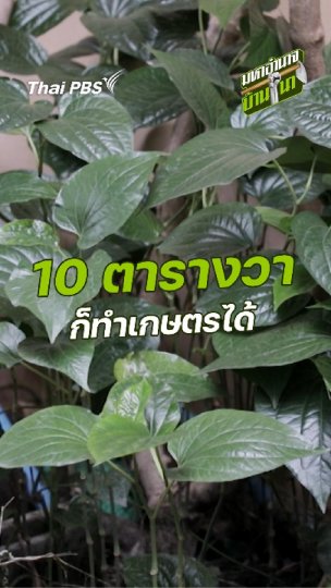 10 ตารางวา ก็ทำเกษตรได้