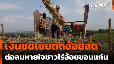 เงินชดเชยตัดอ้อยสด ต่อลมหายใจชาวไร่อ้อยขอนแก่น