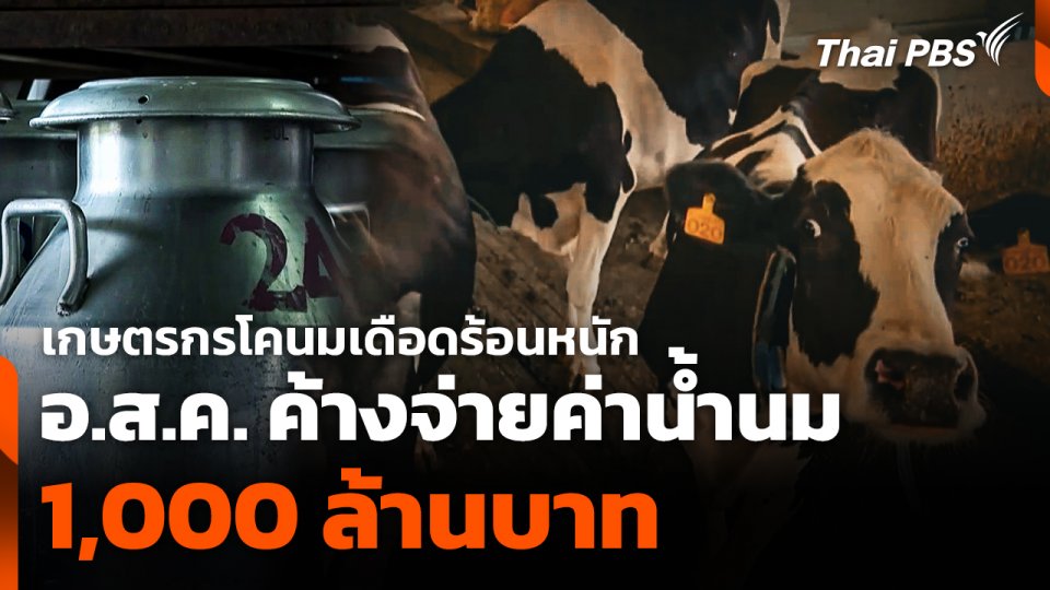 เกษตรกรโคนมเดือดร้อนหนัก อ.ส.ค. ค้างจ่ายค่าน้ำนม 1,000 ล้านบาท