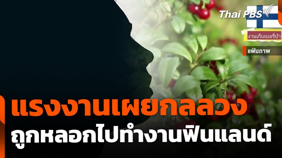 แรงงานเผยกลลวง ถูกหลอกไปเก็บเบอร์รีที่ฟินแลนด์