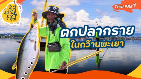 ช็อตเด็ด ซีรีส์วิถีคน : ตกปลากรายในกว๊านพะเยา