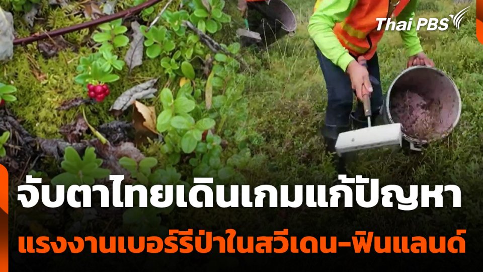 จับตาไทยเดินเกมแก้ปัญหาแรงงานเบอร์รีป่าในสวีเดน-ฟินแลนด์