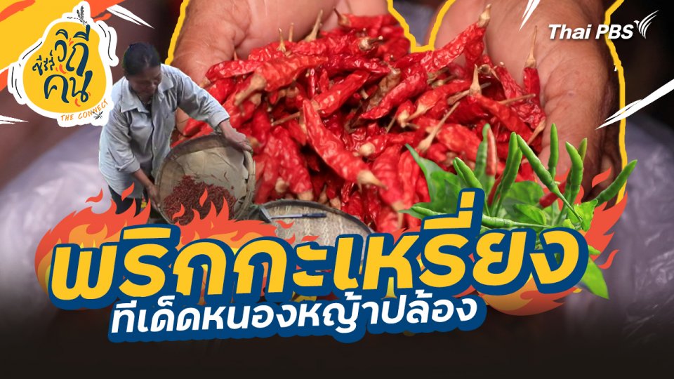 พริกกะเหรี่ยง ทีเด็ดหนองหญ้าปล้อง