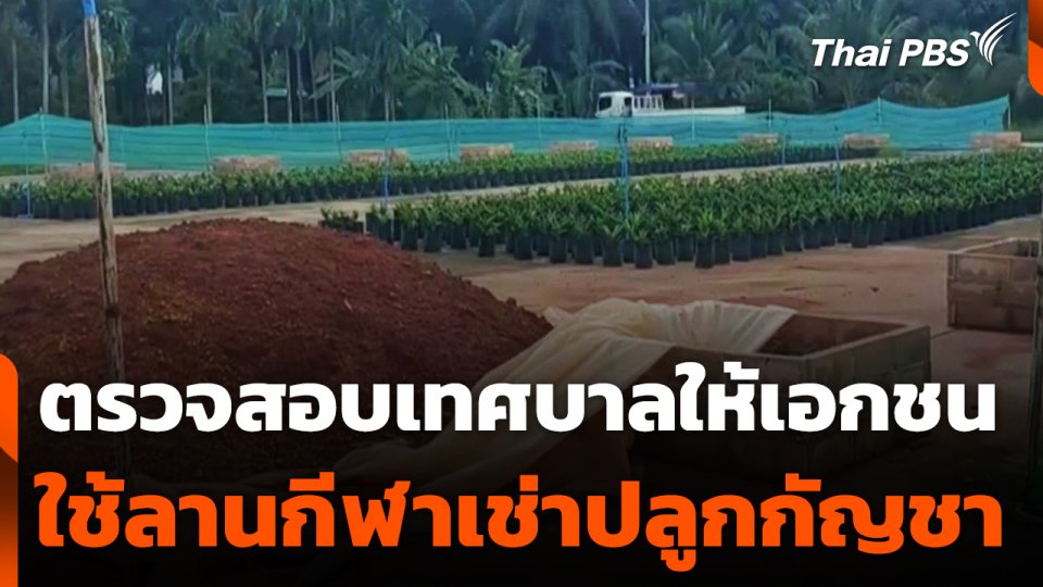ตรวจสอบเทศบาลให้เอกชน ใช้ลานกีฬาเช่าปลูกกัญชา จ.กระบี่