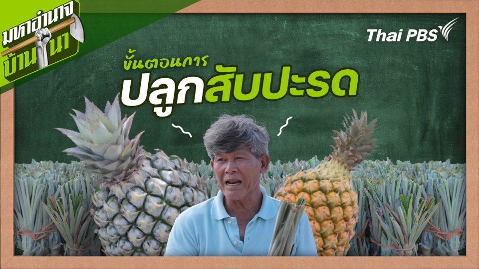 สูตรลับฉบับบ้านนา : ขั้นตอนการปลูกสับปะรด