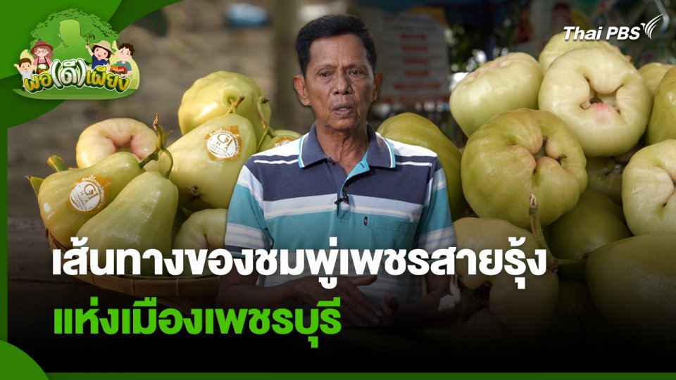 พอดีพอเพียง : เส้นทางของชมพู่เพชรสายรุ้งแห่งเมืองเพชรบุรี