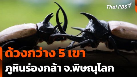 ด้วงกว่าง 5 เขา ภูหินร่องกล้า จ.พิษณุโลก