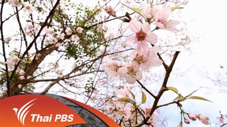 Nature Spy สายลับธรรมชาติ - ภูหินร่องกล้า ป่าสีชมพู
