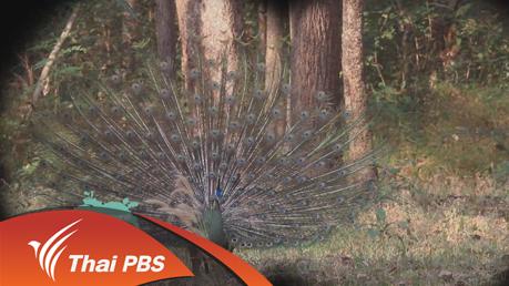 Nature Spy สายลับธรรมชาติ - นกยูงราชินีแห่งแม่วงก์