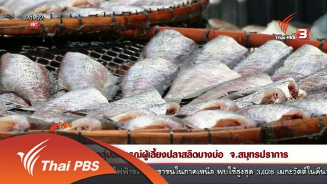 นักข่าวพลเมือง : กลุ่มสหกรณ์ผู้เลี้ยงปลาสลิดบางบ่อ จ.สมุทรปราการ