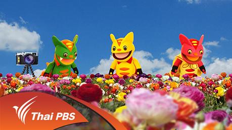 ดอกบ้าจี้