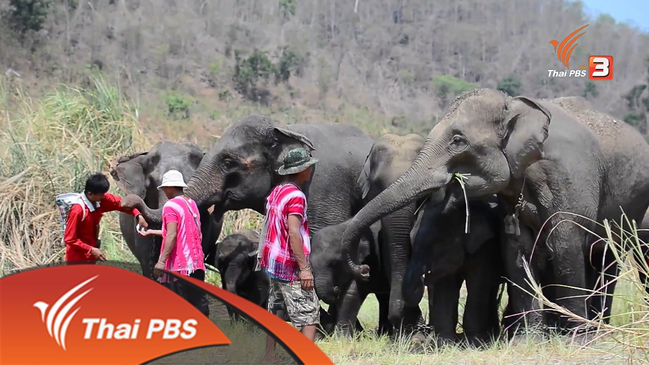 ที่นี่บ้านเรา - กะญอ กะซอ : คนเลี้ยงช้างแห่งบ้านปูเต้อ