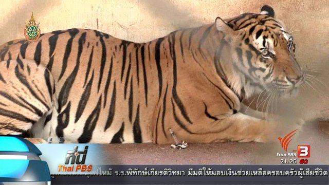 ที่นี่ Thai PBS : พบซากเสือ 40 ตัว วัดหลวงตาบัว