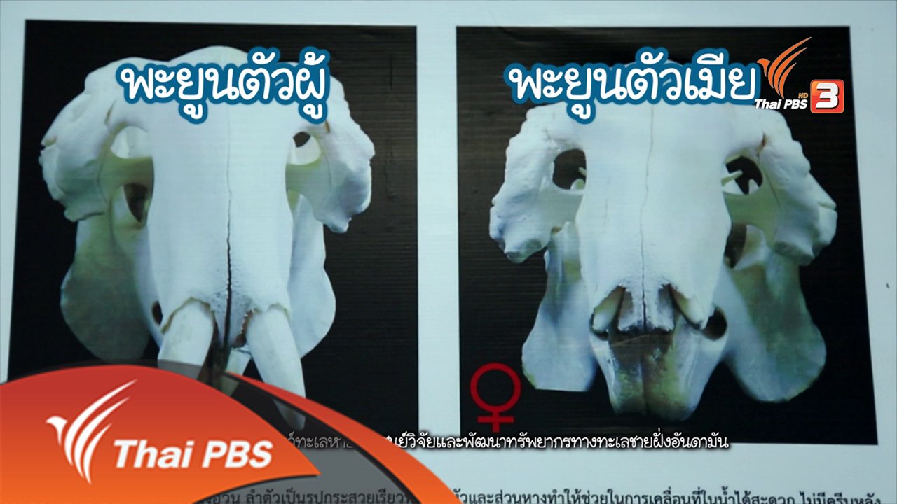 Animals Speak - พะยูน...เงือกน้อยแห่งท้องทะเล ตอน 1 Animals Speak