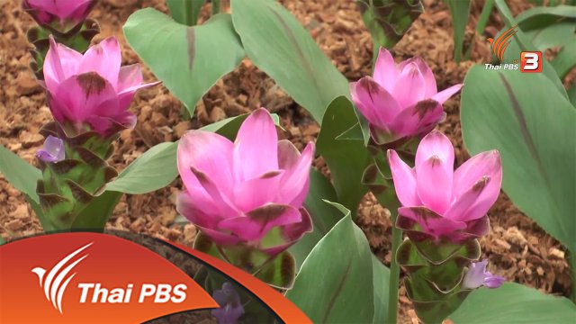 ประเด็นข่าว (2 มิ.ย. 59)