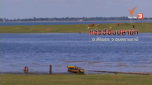 ตะลุยทั่วไทย : แจ่วฮ้อนปลาบึก