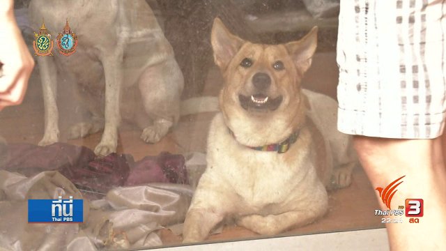 ชุมชนร่วมมือ ตามหาผู้ก่อเหตุ คดีฆาตกรรมต่อเนื่อง หมา-แมว