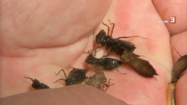 ตะลุยทั่วไทย : แมงเก็ตเต่า