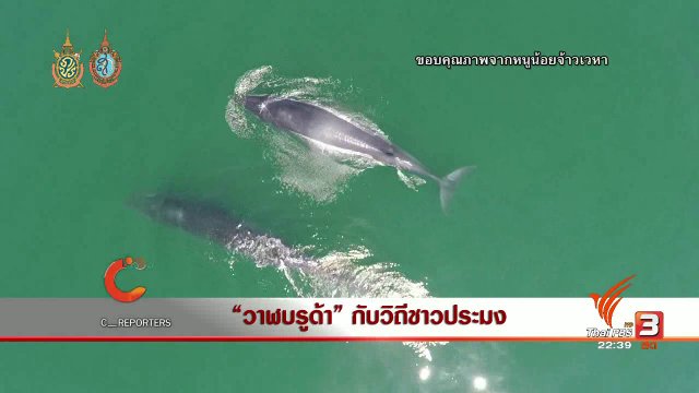 นักข่าวพลเมือง : "วาฬบรูด้า" กับวีถีชาวประมง