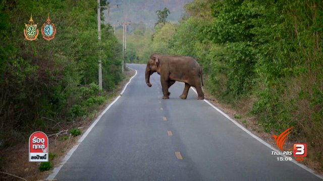 สาเหตุช้างป่ารุกที่ชุมชน
