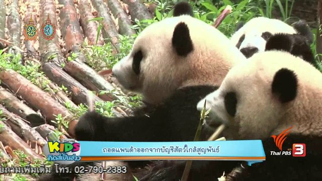 แพนด้า