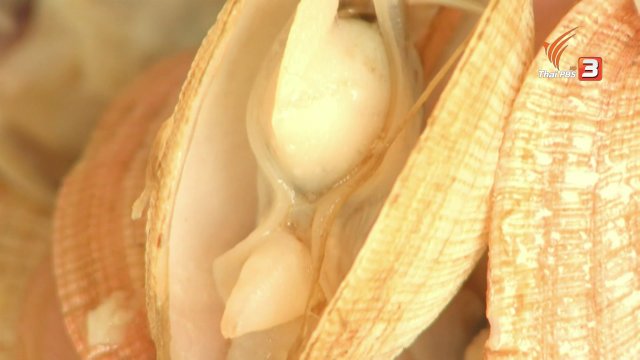 ตะลุยทั่วไทย : หอยขี้มาก