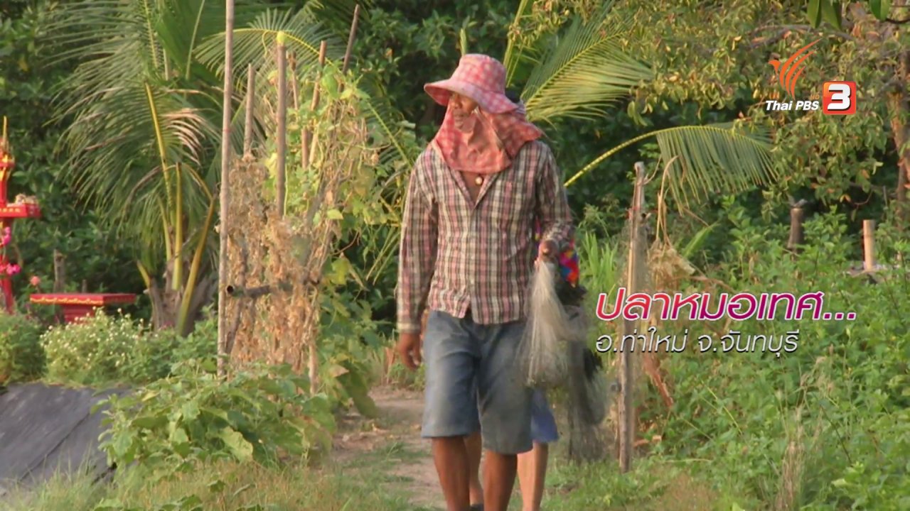 ข่าวค่ำ มิติใหม่ทั่วไทย - ตะลุยทั่วไทย : ปลาหมอเทศ