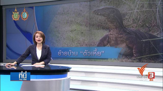 ที่นี่ Thai PBS : กทม. เตรียมย้าย "เหี้ย" สวนลุมพินีไปบ้านใหม่