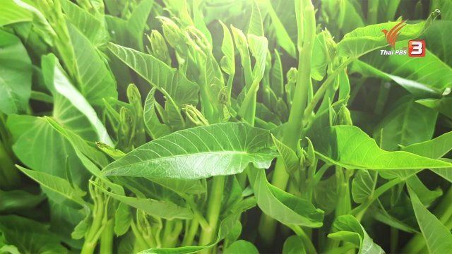 อาหารเป็นยา : ผักบุ้ง