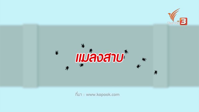 กระจ่างจิต : ไล่แมลงสาบสูตรธรรมชาติ