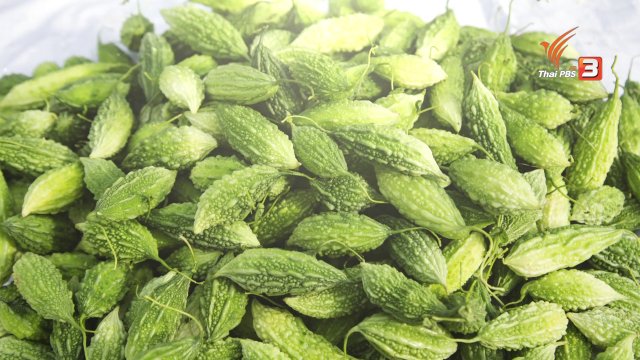 อาหารเป็นยา :  มะระ