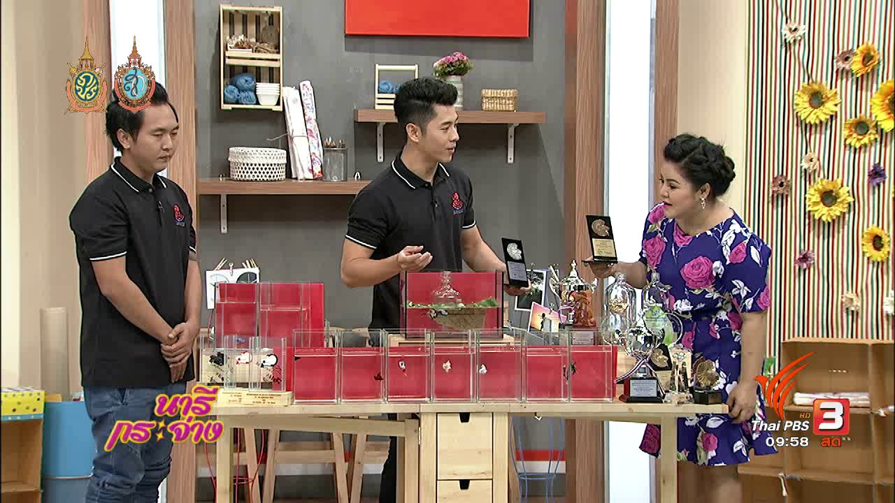 นารีกระจ่าง - ช่วงสาธิตอาชีพ : เพาะปลากัดขายอาชีพสร้างรายได้ไม่ธรรมดา