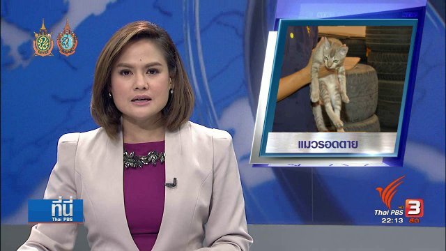 ชีวิตใหม่ แมวรอดตาย