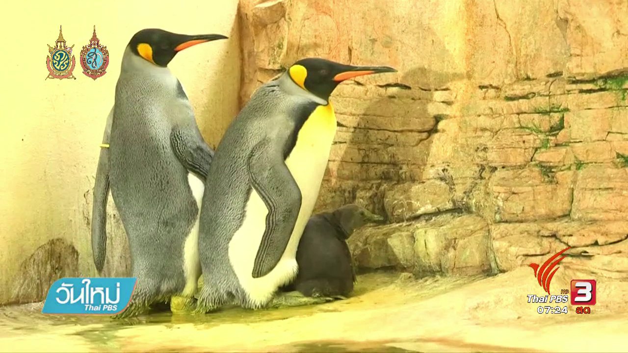 วันใหม่ ไทยพีบีเอส - ลูกเพนกวินเพิ่งเผยโฉมได้หลังเกิด 4 สัปดาห์