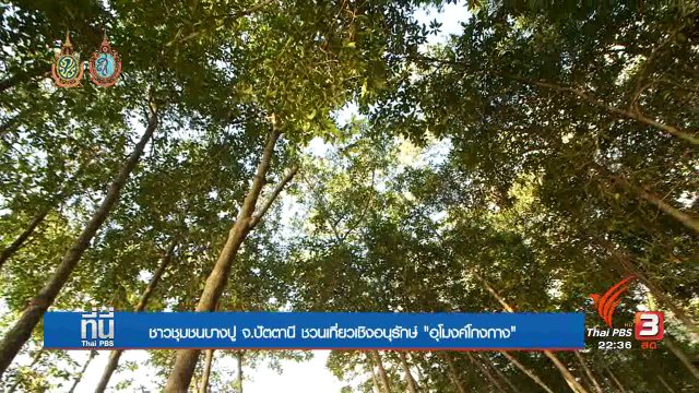 Social Talk : "อุโมงค์โกงกาง" ชุมชนสร้างรายได้จัดการท่องเที่ยว จ.ปัตตานี