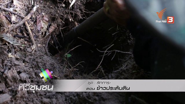 ข้าวประดับดิน