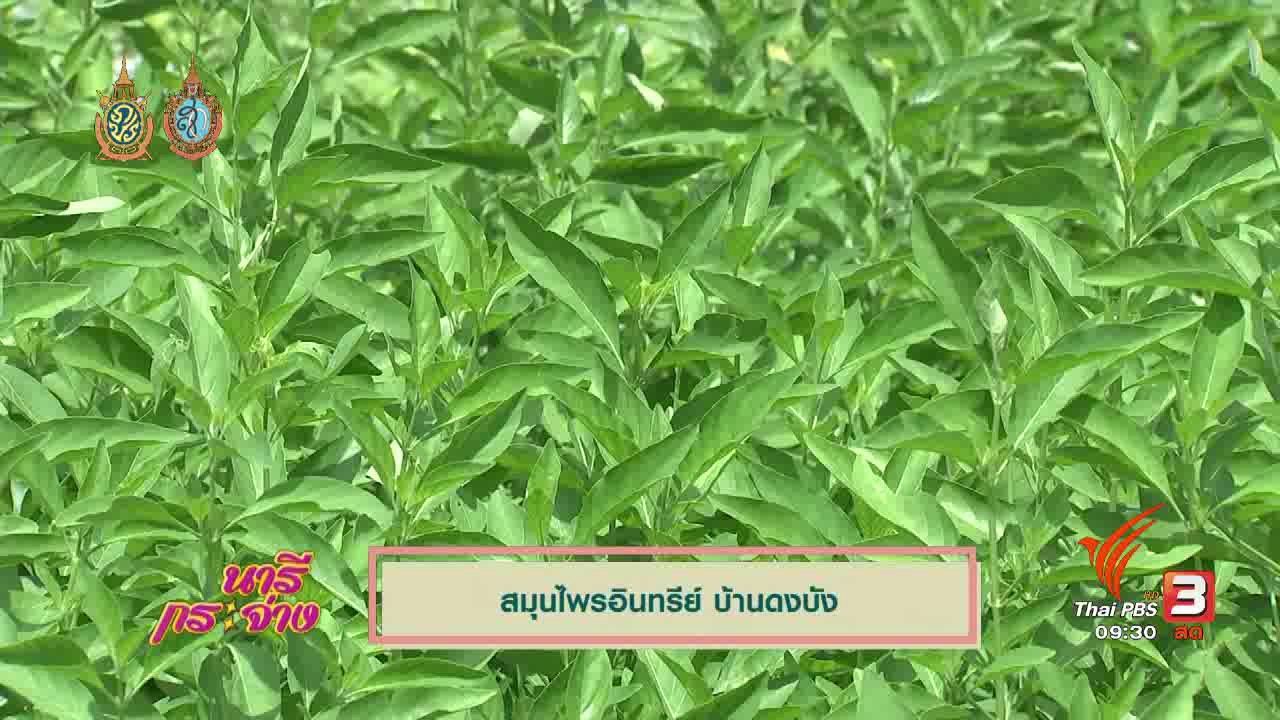นารีกระจ่าง - เล่าข่าว : สมุนไพรอินทรีย์ บ้านดงบัง