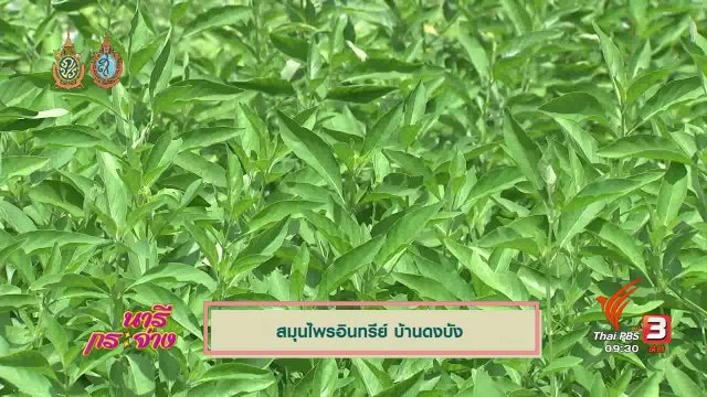 เล่าข่าว : สมุนไพรอินทรีย์ บ้านดงบัง