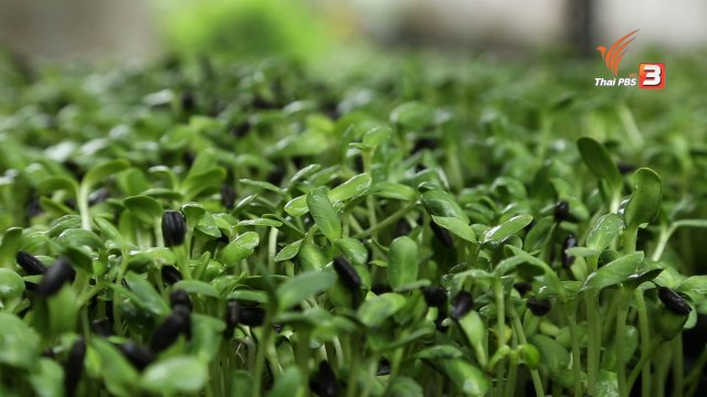 เกษตรข้างบ้าน : ต้นอ่อนทานตะวัน