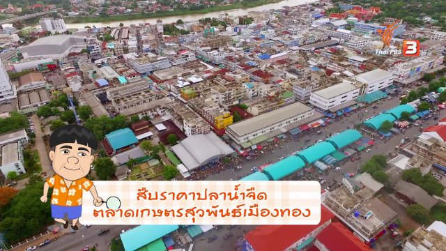 สายสืบเจาะตลาด : สำรวจราคาปลา ที่ตลาดสุวพันธ์เมืองทอง จ.อ่างทอง